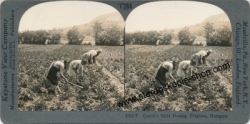 5325-Kartoffelfrauen-Ungarn.jpg