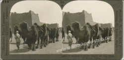 23873-Caravan-Camels-China.jpg