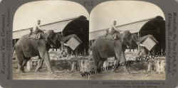 12557-Elephant-Rangoon-Burma.jpg