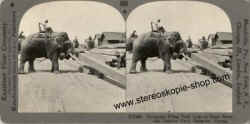 27402-Elephants-Burma.jpg