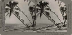 27463-Native-Palmen-Ceylon.jpg